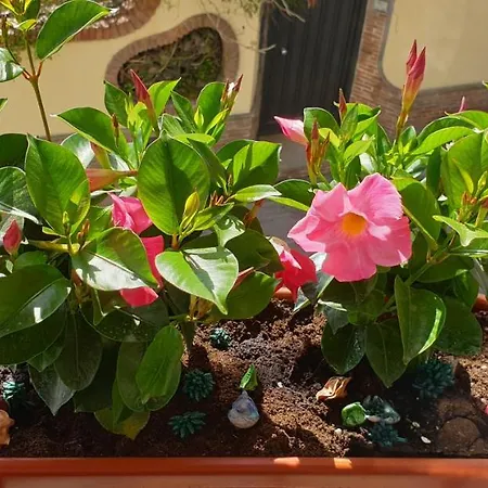 Mamma Rosa